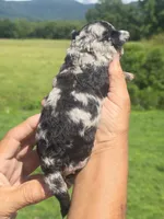 Clara, a female Miniature Aussiedoodle for sale in Chatsworth, GA – 6 of 6