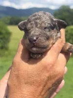 Bubba, a male Miniature Aussiedoodle for sale in Chatsworth, GA – 3 of 6