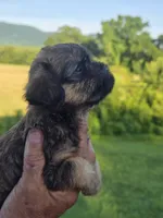 Mia, a female Brussels Griffon for sale in Chatsworth, GA – 7 of 8