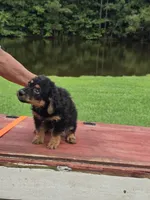 Raven, a female Miniature Aussiedoodle for sale in Chatsworth, GA – 3 of 6