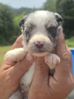 Toby - Toy, a male Australian Shepherd and Aussiedoodle for sale in Chatsworth, GA – 4 of 9