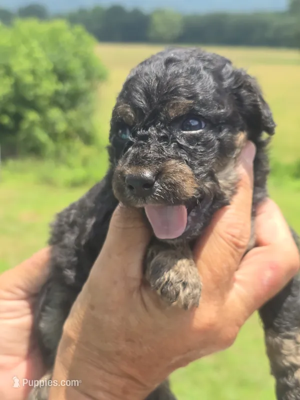 Raven – Miniature Aussiedoodle puppy for sale in Chatsworth, GA