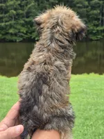 Mia, a female Brussels Griffon for sale in Chatsworth, GA – 9 of 9