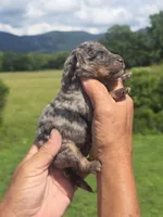 Bubba, a male Miniature Aussiedoodle for sale in Chatsworth, GA – 4 of 6