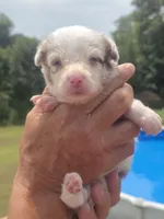 Susie, a female Australian Shepherd and Aussiedoodle for sale in Chatsworth, GA – 3 of 7