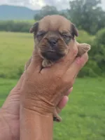 Rafe, a male Brussels Griffon for sale in Chatsworth, GA – 5 of 7
