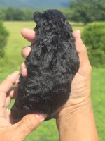 Raven, a female Miniature Aussiedoodle for sale in Chatsworth, GA – 3 of 4