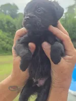 Benji, a male Poodle - Toy  and Brussels Griffon for sale in Chatsworth, GA – 4 of 8