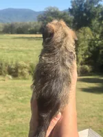 Ryan, a male Brussels Griffon for sale in Chatsworth, GA – 5 of 7