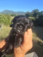 Stevie, a male Shih Tzu and Brussels Griffon for sale in Chatsworth, GA – 3 of 9