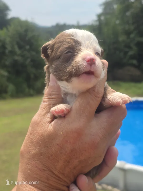 Mia – Australian Shepherd, Aussiedoodle puppy for sale in Chatsworth, GA