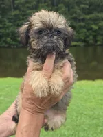 Mia, a female Brussels Griffon for sale in Chatsworth, GA – 3 of 9