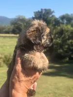 Ryan, a male Brussels Griffon for sale in Chatsworth, GA – 7 of 7