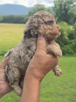Buck, a male Miniature Aussiedoodle for sale in Chatsworth, GA – 4 of 6