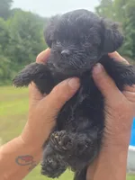 Cody, a male Poodle - Toy  and Brussels Griffon for sale in Chatsworth, GA – 5 of 7