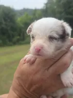 Susie, a female Australian Shepherd and Aussiedoodle for sale in Chatsworth, GA – 2 of 7