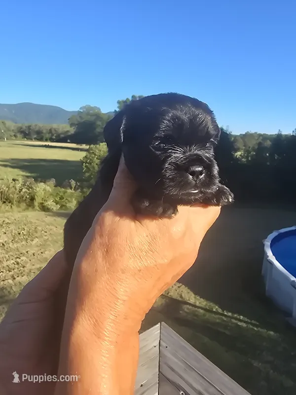 Stevie – Shih Tzu, Brussels Griffon puppy for sale in Chatsworth, GA