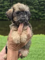 Mia, a female Brussels Griffon for sale in Chatsworth, GA – 4 of 9