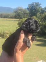 Lad, a male Brussels Griffon for sale in Chatsworth, GA – 4 of 7