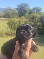 Lad, a male Brussels Griffon for sale in Chatsworth, GA – 7 of 7