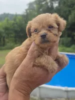 Wyatt, a male Poodle - Toy  and Brussels Griffon for sale in Chatsworth, GA – 4 of 7
