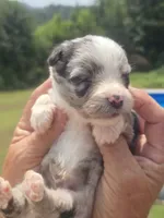 Toby - Toy, a male Australian Shepherd and Aussiedoodle for sale in Chatsworth, GA – 8 of 9