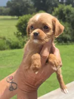 Wendy, a female Poodle - Toy  and Brussels Griffon for sale in Chatsworth, GA – 6 of 8
