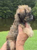 Mia, a female Brussels Griffon for sale in Chatsworth, GA – 2 of 9