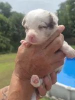 Susie, a female Australian Shepherd and Aussiedoodle for sale in Chatsworth, GA – 5 of 7