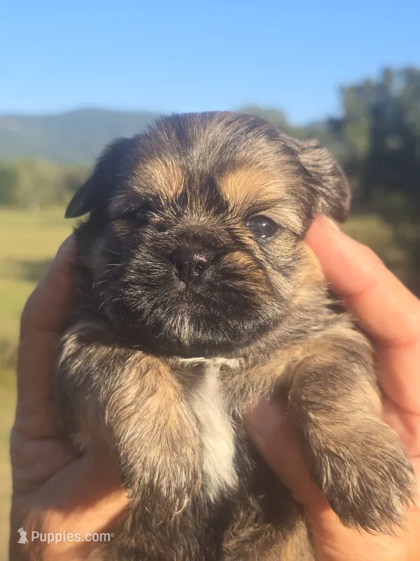 Ryan – Shih Tzu, Brussels Griffon puppy for sale in Chatsworth, GA