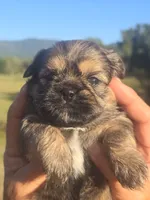 Ryan, a male Shih Tzu and Brussels Griffon for sale in Chatsworth, GA – 1 of 7