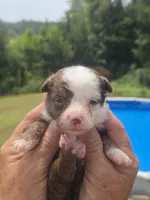 Mia, a female Australian Shepherd and Aussiedoodle for sale in Chatsworth, GA – 6 of 7