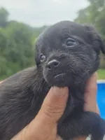 Benji, a male Poodle - Toy  and Brussels Griffon for sale in Chatsworth, GA – 6 of 8