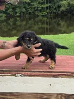 Raven, a female Miniature Aussiedoodle for sale in Chatsworth, GA – 6 of 6