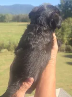 Stevie, a male Shih Tzu and Brussels Griffon for sale in Chatsworth, GA – 5 of 8