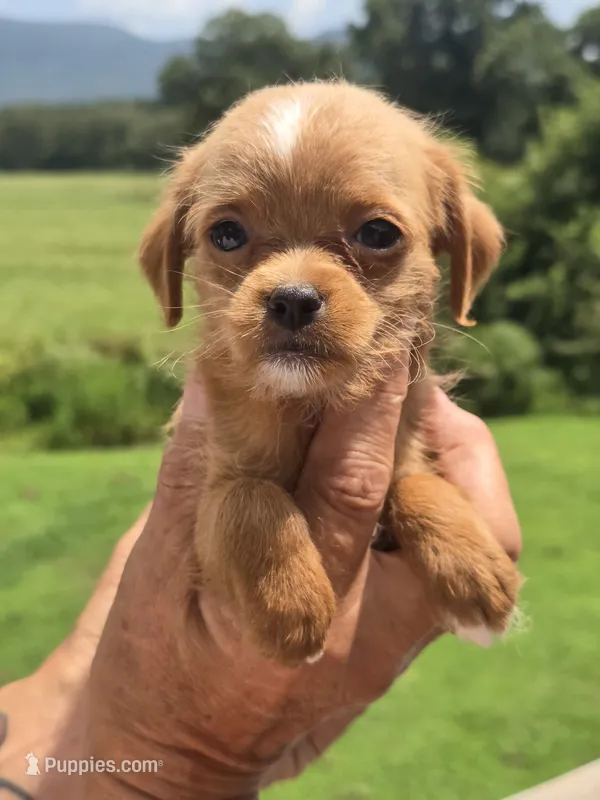 Wendy – Poodle - Toy , Brussels Griffon puppy for sale in Chatsworth, GA