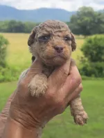 Buck, a male Miniature Aussiedoodle for sale in Chatsworth, GA – 6 of 6