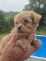 Wyatt, a male Poodle - Toy  and Brussels Griffon for sale in Chatsworth, GA – 3 of 7
