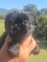 Stevie, a male Shih Tzu and Brussels Griffon for sale in Chatsworth, GA – 4 of 8