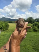 Henry, a male Miniature Aussiedoodle for sale in Chatsworth, GA – 5 of 7