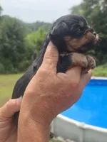 Bodie, a male Cavapoo and Brussels Griffon for sale in Chatsworth, GA – 3 of 8
