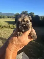 Ryan, a male Shih Tzu and Brussels Griffon for sale in Chatsworth, GA – 4 of 7