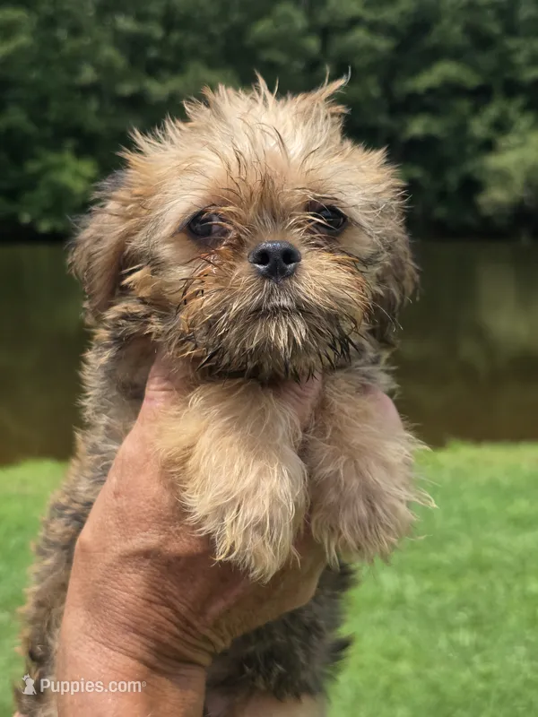 Rafe – Brussels Griffon puppy for sale in Chatsworth, GA