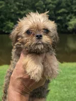 Rafe, a male Brussels Griffon for sale in Chatsworth, GA – 1 of 7