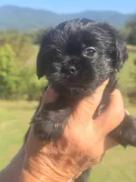 Stevie, a male Shih Tzu and Brussels Griffon for sale in Chatsworth, GA – 6 of 8