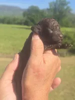 Jazz, a female Poodle - Toy  for sale in Chatsworth, GA – Photo 4 of 6