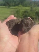 Jazz, a female Poodle - Toy  for sale in Chatsworth, GA – Photo 3 of 6