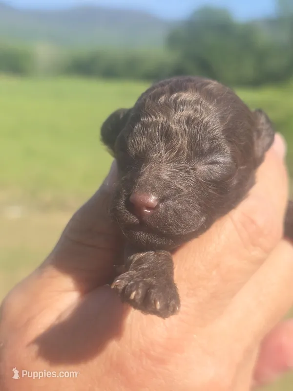 Jazz – Poodle - Toy  puppy for sale in Chatsworth, GA