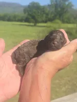 Jazz, a female Poodle - Toy  for sale in Chatsworth, GA – Photo 6 of 6