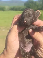 Jazz, a female Poodle - Toy  for sale in Chatsworth, GA – Photo 5 of 6